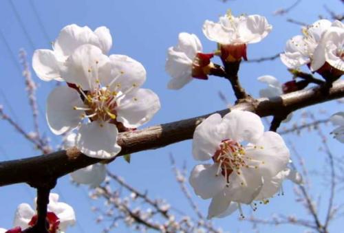 Абрикос сладкие сорта. Абрикос: краткое описание растения