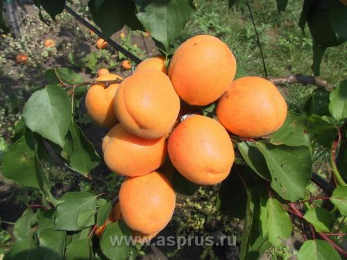 Сорт абрикоса ранний из мордена. Морозостойкие сорта абрикоса