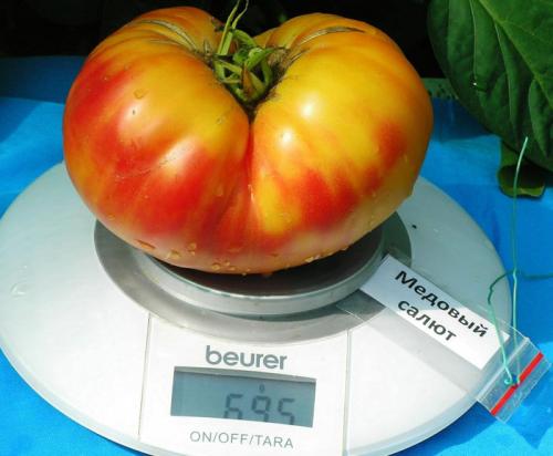 Лучшие урожайные сорта помидоров в 2022 году. Урожайные сорта томатов – ТОП-20 для теплиц и открытого грунта в 2022 году