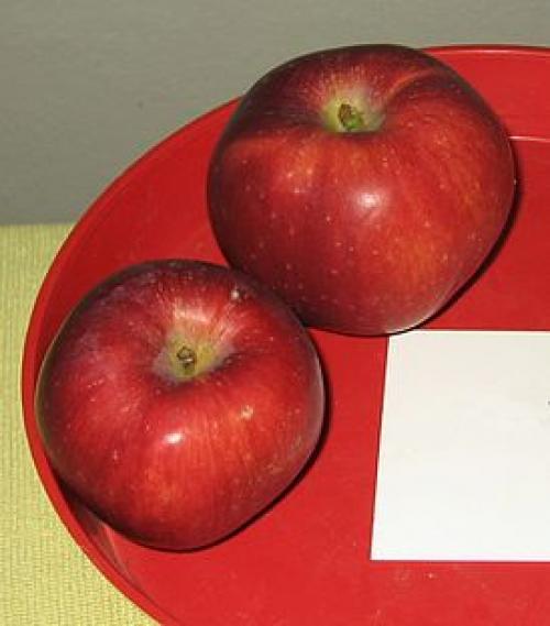 Яблоня спартан описание сорта и характеристика. Характеристика и фото яблони Спартан, правила выращивания 09 Яблоня спартан описание сорта и характеристика. Характеристика и фото яблони Спартан, правила выращивания 09