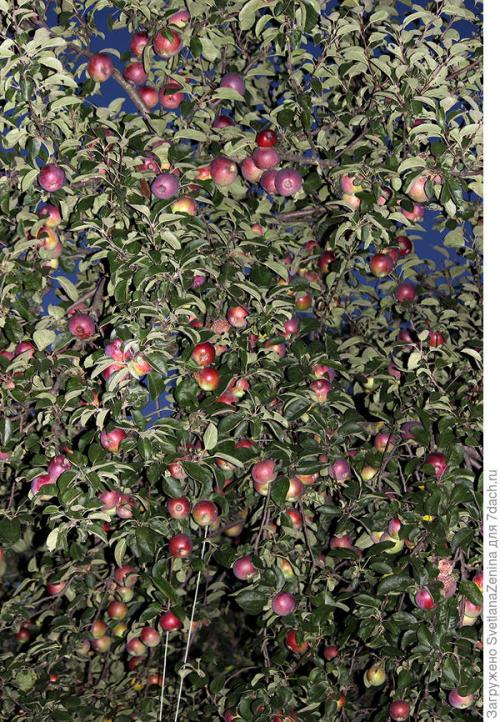 Яблоня спартан в подмосковье. Яблоки 'Спартан' - багряная сладость в моём саду