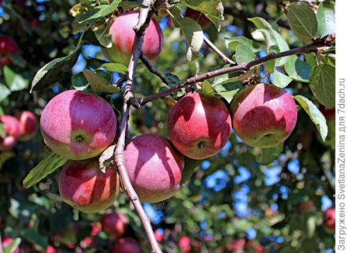 Яблоня спартан в подмосковье. Яблоки 'Спартан' - багряная сладость в моём саду