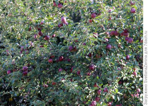 Яблоня спартан в подмосковье. Яблоки 'Спартан' - багряная сладость в моём саду