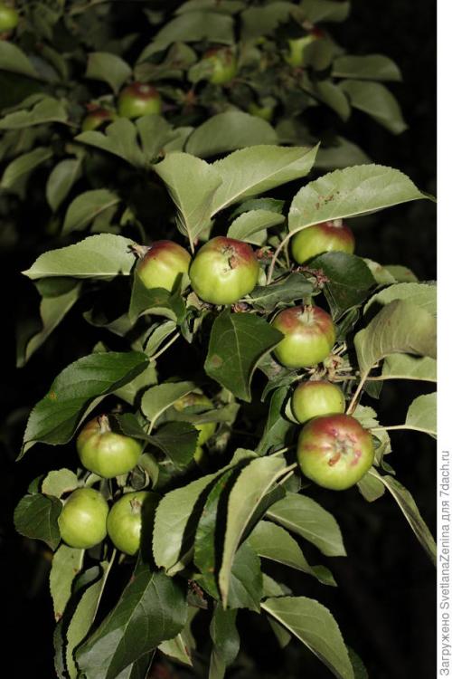 Яблоня спартан в подмосковье. Яблоки 'Спартан' - багряная сладость в моём саду