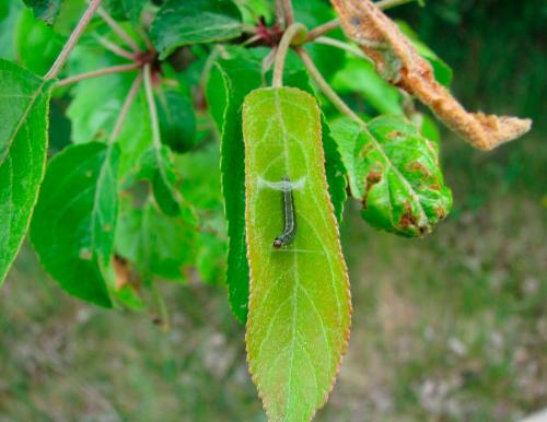 Выбор идеальной яблони кипарисовой для своего сада 07