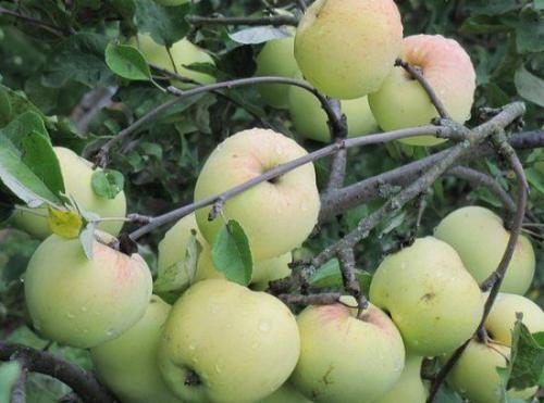 Что такое яблоня Кипарисовое. Декоративная яблоня Кипарисовое