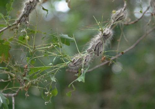 Выбор идеальной яблони кипарисовой для своего сада 12
