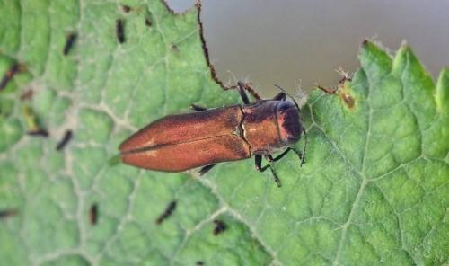 Выбор идеальной яблони кипарисовой для своего сада 10