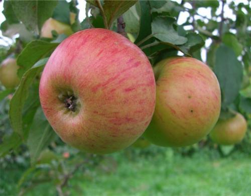 Яблоня Медуница. Сорт яблони Медуница – описание, фото, отзывы садоводов