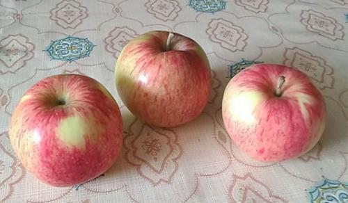 Яблоня Медуница. Сорт яблони Медуница – описание, фото, отзывы садоводов