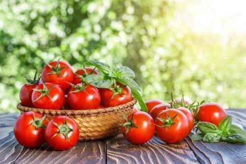 Скороспелые и урожайные томаты для открытого грунта. Низкорослые томаты: лучшие сорта с фото и названиями (каталог)