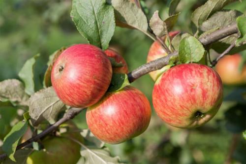 Яблоня Медуница. Сорт яблони Медуница – описание, фото, отзывы садоводов