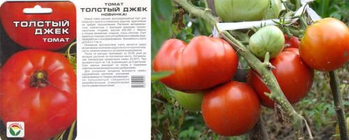 Помидоры для открытого грунта низкорослые. Крупноплодные и низкорослые для открытого грунта