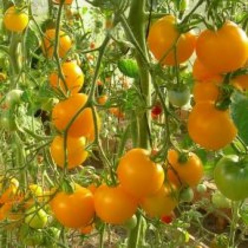 Жаростойкие сорта томатов для открытого грунта. Жаростойкие сорта томатов