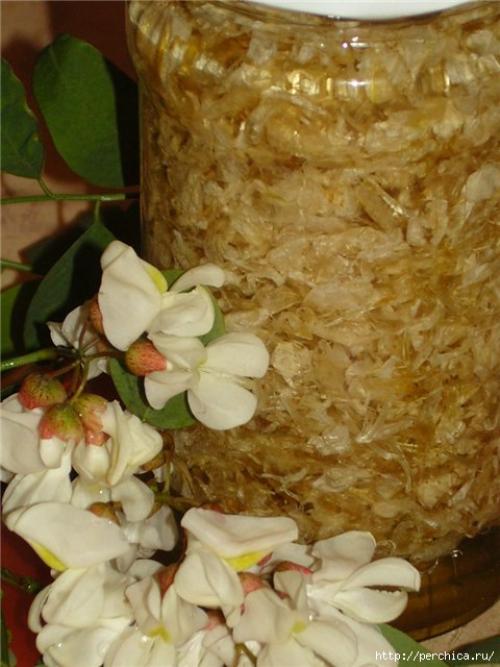 Виноград белая акация: история и особенности сорта 24 Виноград белая акация: история и особенности сорта 24