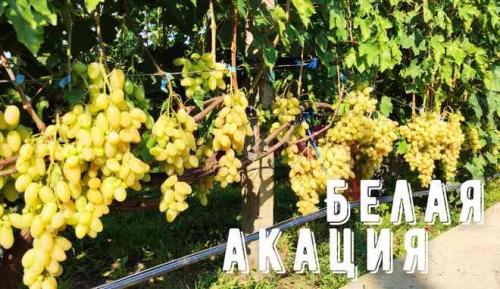 Откуда происходит сорт винограда белая акация. Виноград Белая Акация: описание сорта, фото, видео, отзывы садоводов