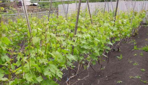 Откуда происходит сорт винограда белая акация. Виноград Белая Акация: описание сорта, фото, видео, отзывы садоводов