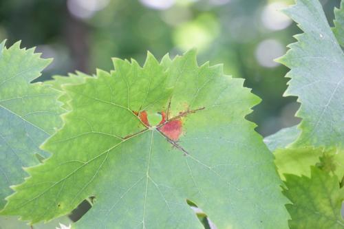 Какие заболевания могут поражать виноград белую акацию. Милдью, пероноспороз или ложная мучнистая роса