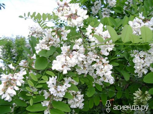 Какие условия необходимо создать для успешного роста винограда белой акации. Наш эксперимент по посадке южной красавицы – белой акации.