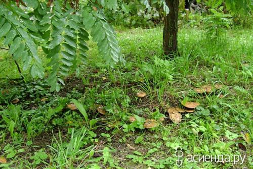 Какие условия необходимо создать для успешного роста винограда белой акации. Наш эксперимент по посадке южной красавицы – белой акации.