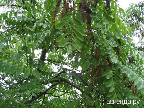 Какие условия необходимо создать для успешного роста винограда белой акации. Наш эксперимент по посадке южной красавицы – белой акации.