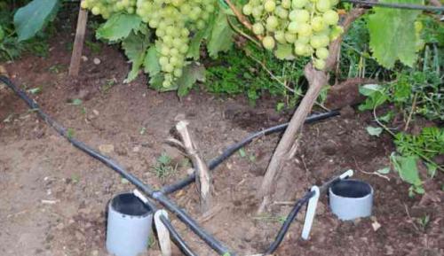 Откуда происходит сорт винограда белая акация. Виноград Белая Акация: описание сорта, фото, видео, отзывы садоводов