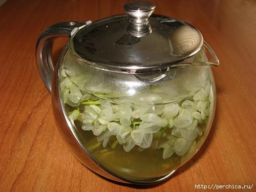 Виноград белая акация: история и особенности сорта 23 Виноград белая акация: история и особенности сорта 23