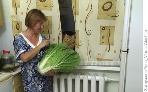 Какие сорта капусты наиболее популярны в корейской кухне. Добавьте соуса к зелёному бокалу... Выращиваем пекинскую капусту 'Бокал'