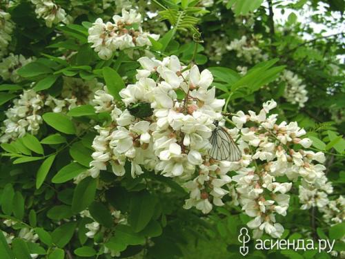 Какие условия необходимо создать для успешного роста винограда белой акации. Наш эксперимент по посадке южной красавицы – белой акации.