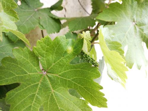 Какие заболевания могут поражать виноград белую акацию. Милдью, пероноспороз или ложная мучнистая роса