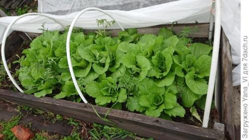 Какие сорта капусты наиболее популярны в корейской кухне. Добавьте соуса к зелёному бокалу... Выращиваем пекинскую капусту 'Бокал'