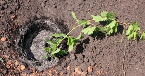 Как правильно ухаживать за виноградом белой акацией. Технология посадки винограда