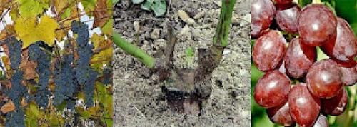 Какие сорта винограда можно смешивать с виноградом белой акацией. Совместимые сорта и формы винограда при их прививке