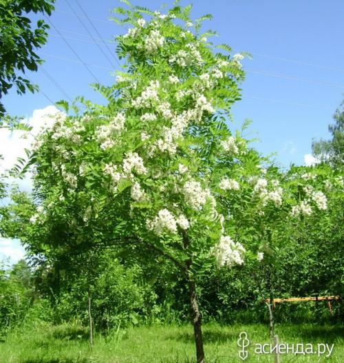 Какие условия необходимо создать для успешного роста винограда белой акации. Наш эксперимент по посадке южной красавицы – белой акации.