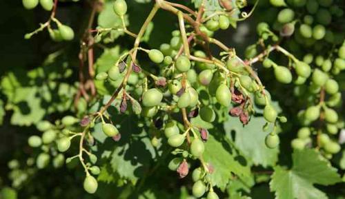 Откуда происходит сорт винограда белая акация. Виноград Белая Акация: описание сорта, фото, видео, отзывы садоводов