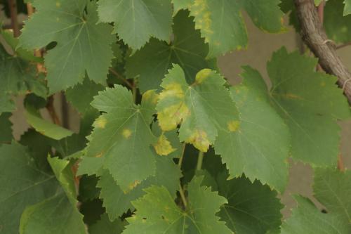 Какие заболевания могут поражать виноград белую акацию. Милдью, пероноспороз или ложная мучнистая роса