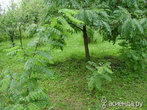 Какие условия необходимо создать для успешного роста винограда белой акации. Наш эксперимент по посадке южной красавицы – белой акации.