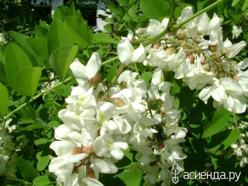 Какие условия необходимо создать для успешного роста винограда белой акации. Наш эксперимент по посадке южной красавицы – белой акации.