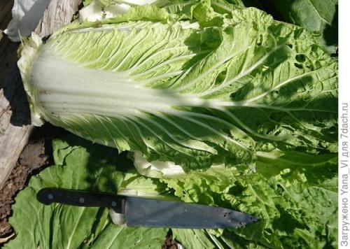 Какие сорта капусты наиболее популярны в корейской кухне. Добавьте соуса к зелёному бокалу... Выращиваем пекинскую капусту 'Бокал'