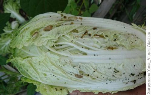 Какие сорта капусты наиболее популярны в корейской кухне. Добавьте соуса к зелёному бокалу... Выращиваем пекинскую капусту 'Бокал'