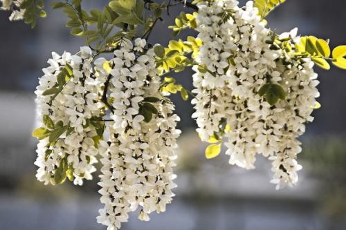 Какие полезные свойства имеет виноград белая акация. Полезные и вредные свойства белой акации