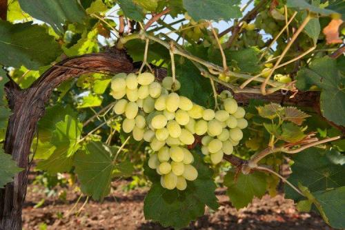 Какие виды вина можно получить из сорта винограда Алинка. Лучшие сорта винограда для вина: фото, названия и описания (каталог)