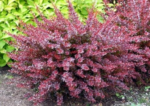 Какие растения можно выращивать вместе с необычными кустарниками для создания эффективного дизайна сада. Советы по выбору кустарников для разных регионов