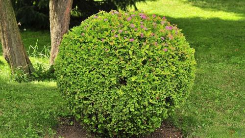 Какие растения можно выращивать вместе с необычными кустарниками для создания эффективного дизайна сада. Советы по выбору кустарников для разных регионов