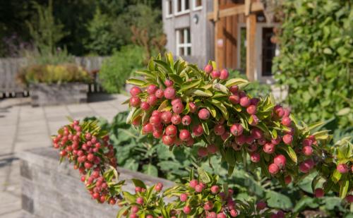 Какие типы необычных кустарников можно использовать в саду. Яблони