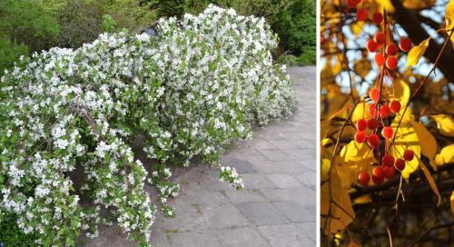 Какие типы необычных кустарников можно использовать в саду. Яблони