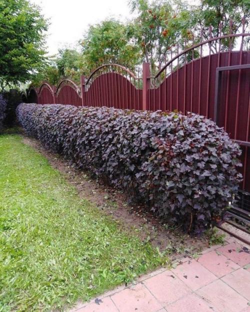 Какие растения можно выращивать вместе с необычными кустарниками для создания эффективного дизайна сада. Советы по выбору кустарников для разных регионов