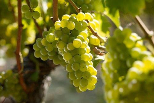 Какие виды вина можно получить из сорта винограда Алинка. Лучшие сорта винограда для вина: фото, названия и описания (каталог)