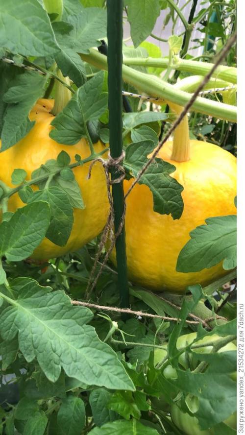 Лучшие сорта томатов на 21 год. Мои фавориты томатного сезона-2021