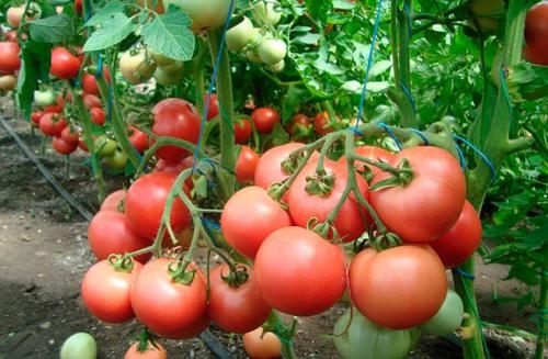 Лучшие сорта помидор для открытого грунта в подмосковье 2022. Самые лучшие сорта томатов для открытого грунта в 2022 году